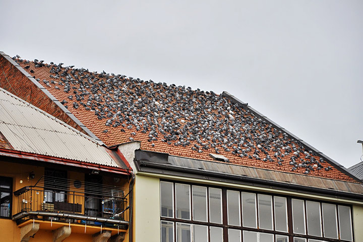 A2B Pest Control are able to install spikes to deter birds from roofs in Port Glasgow. 
