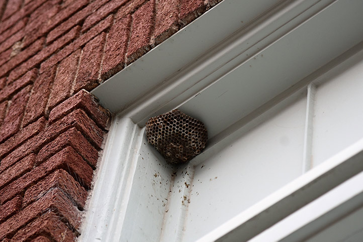 We provide a wasp nest removal service for domestic and commercial properties in Port Glasgow.